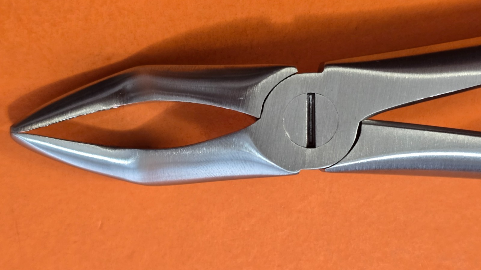 Turtle Dental Extracting Forceps #44