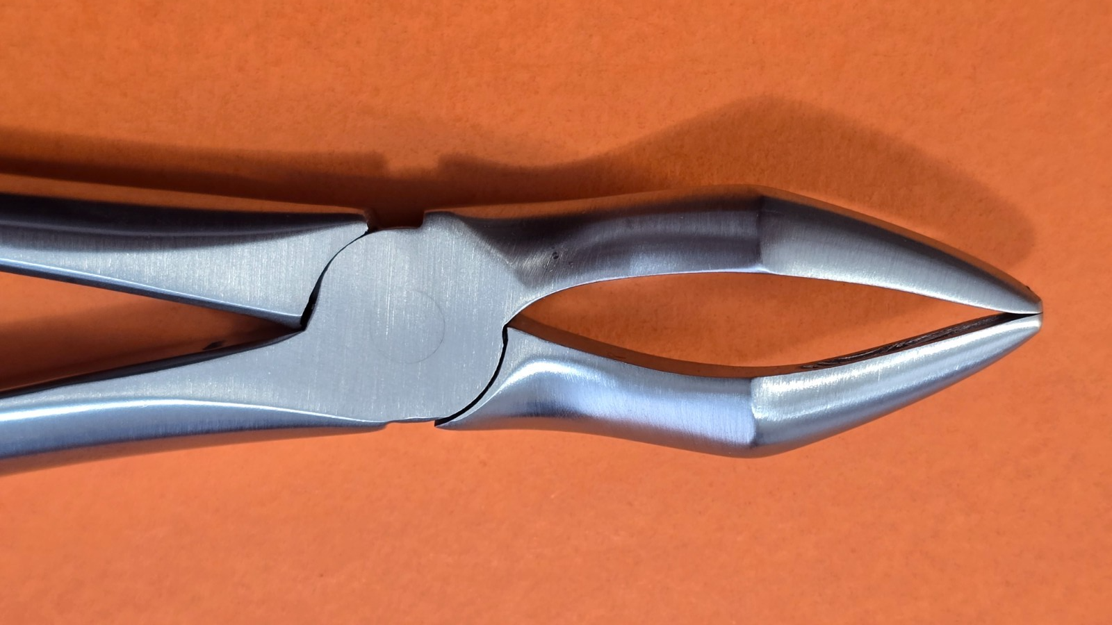 Turtle Dental Extracting Forceps #44