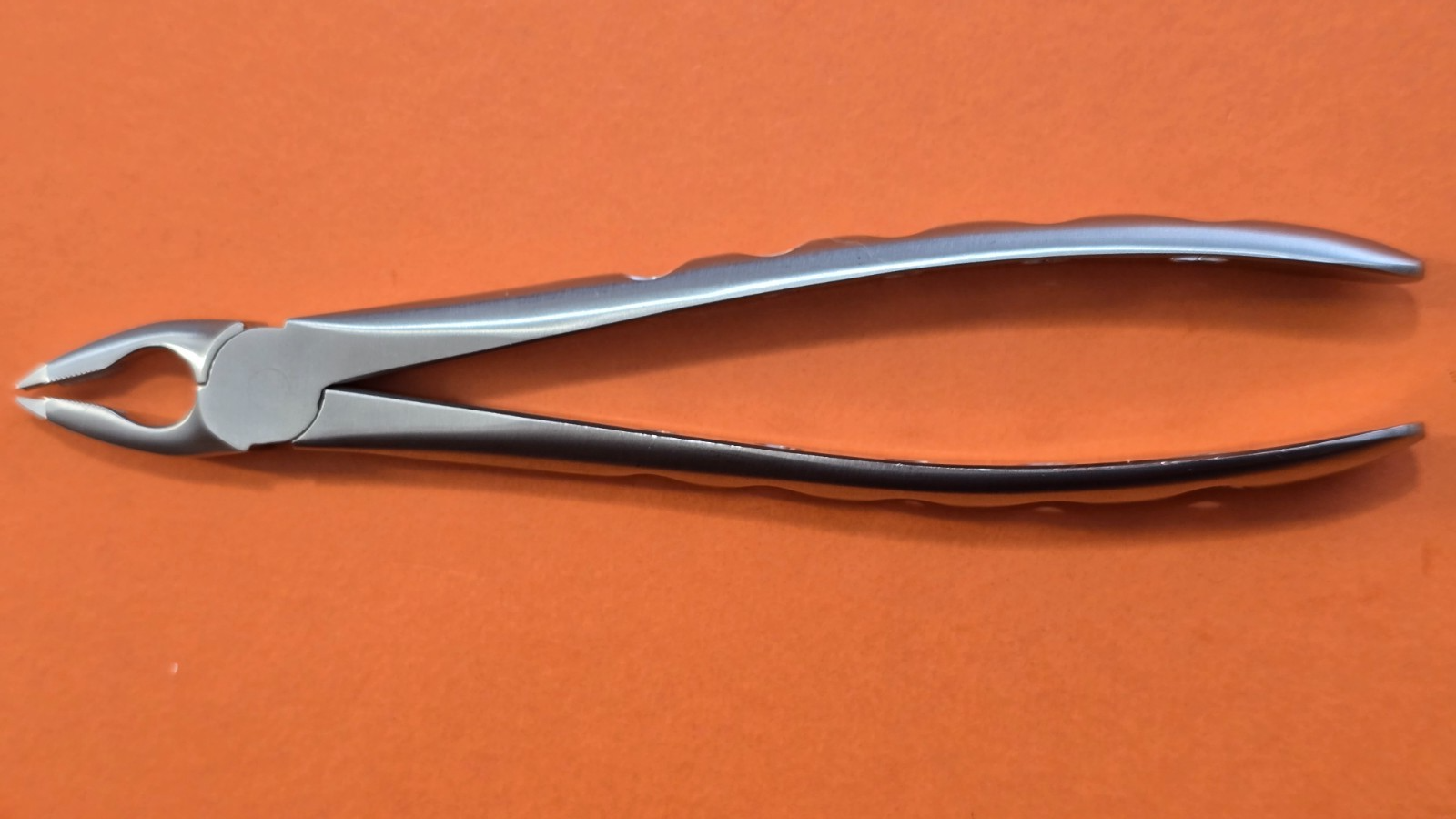 Turtle Lower Universal Dental Extracting Forceps F3